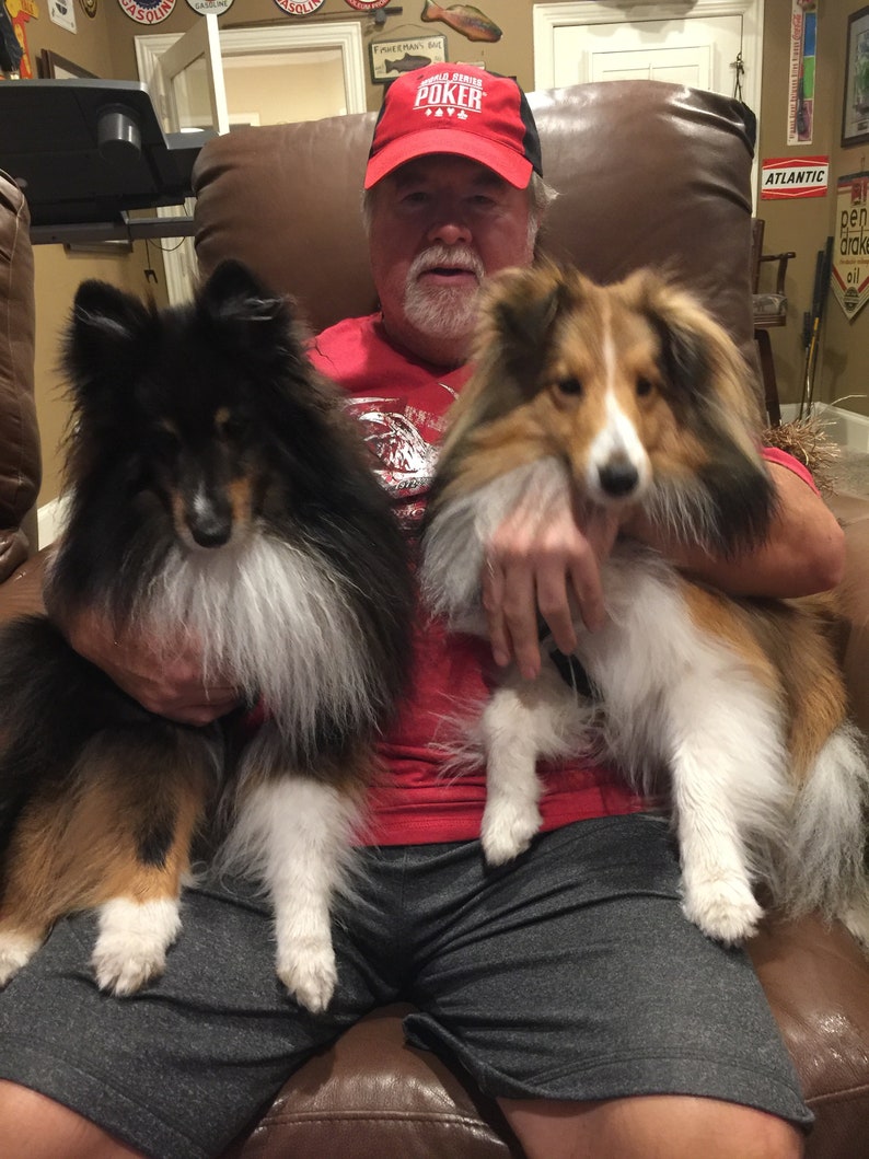 May include: A man wearing a red shirt and a red baseball cap with "World Series Poker" printed on it is sitting in a brown leather chair. He is holding two Shetland Sheepdogs, one black and white and one brown and white.