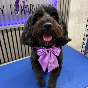以下が含まれることがあります： ウェーブのかかった黒い毛並みの犬が、首元に光沢のある紫色のサテンの蝶ネクタイを着用しています。蝶ネクタイには白い文字で「MUDDY TO MARVELLOUS by Lisa」とプリントされています。犬は首輪に合わせた紫色のリードをつけており、口を開けています。
