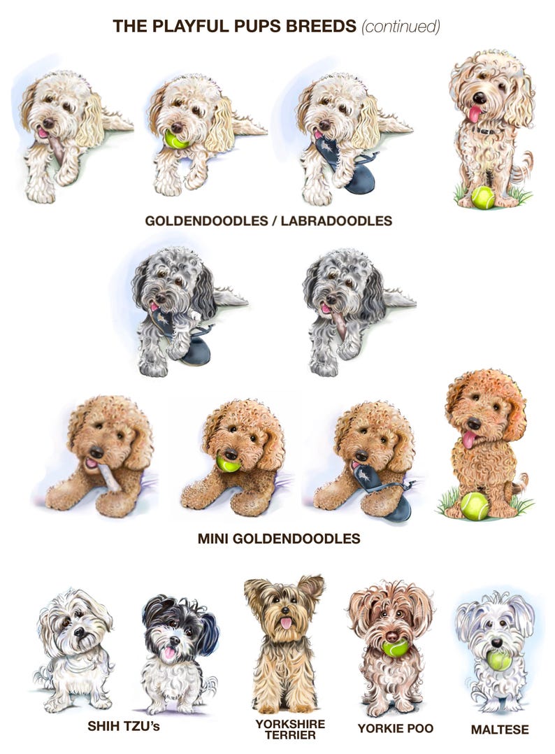 May include: A collage of illustrations of different dog breeds, including Golden Retrievers, Labradoodles, and Shih Tzus. The dogs are depicted in various poses, some holding toys or balls. The text "THE PLAYFUL PUPS BREEDS (continued)" is at the top of the image. The text "GOLDENDOODLES/LABRADOODLES" is below the first row of dogs. The text "MINI GOLDENDOODLES" is below the second row of dogs. The text "SHIH TZU's" is below the third row of dogs. The text "YORKSHIRE TERRIER" is below the fourth row of dogs. The text "YORKIE POO" is below the fourth row of dogs. The text "MALTESE" is below the fourth row of dogs.