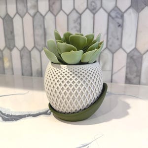May include: A small, decorative succulent plant in a white, diamond-patterned ceramic pot with a green saucer. The succulent has light green leaves. The pot sits on a white countertop with a patterned backsplash.