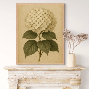 White Hydrangeas Muted Vintage Print Farmhouse Wall Decor Botanical Wall Art Living Room Art Digital Download PRINTABLE Vintage Art