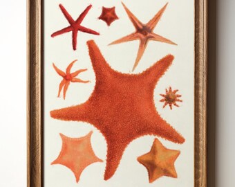 Starfish Art Print – Coastal Sea Life Wall Decor, Beach House Digital Download, Ocean-Inspired Painting, TimprintsStudio
