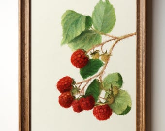 Lámina botánica de frambuesa: arte frutal de estilo vintage, decoración de cocina con frutos rojos, descarga digital, arte mural campestre, TimprintsStudio