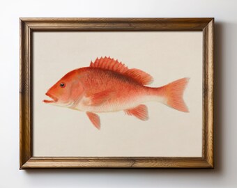 Red Snapper Fish Print – Vintage-Style Fishing Wall Art, Rustic Lake Cabin Decor, Beach Instant Download, TimprintsStudio