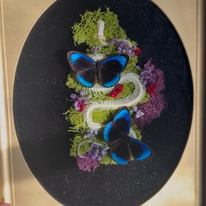 May include: A gold-toned rectangular frame containing an oval display with a black background. Inside, two dark butterflies with vibrant blue wing edges are positioned over a white snake skeleton, green moss, and small purple and red flowers.