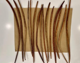 16 - 19 in long Dried Catalpa Bean-Like Seed Pods