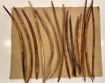 11 to 15 in long - Dried Catalpa Bean-Like Seed Pods