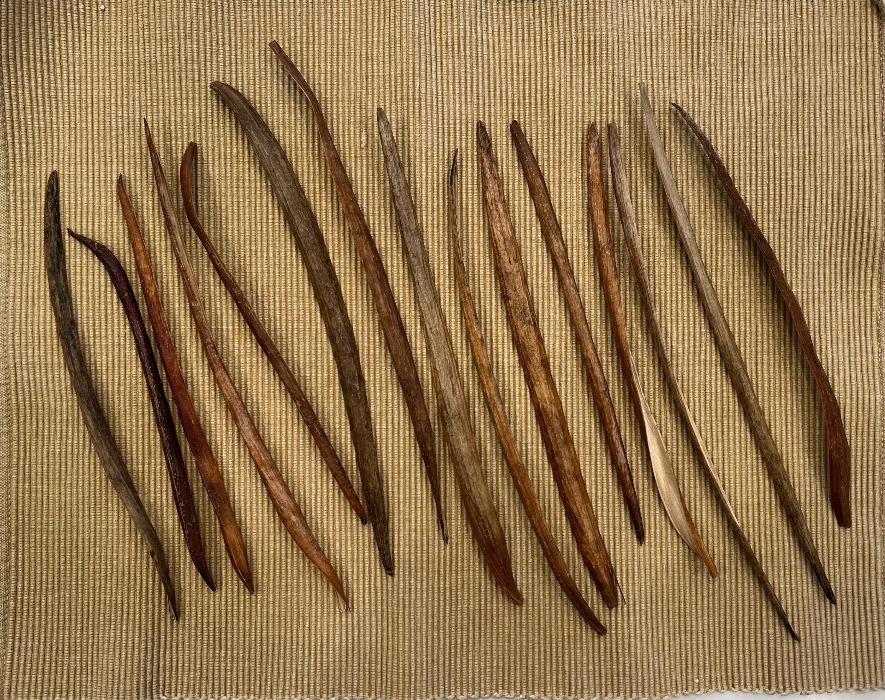 6 - 10 in long - Dried Catalpa Bean-Like Seed Pods