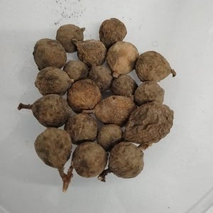 Eso Igi Opoto/Fig Tree Seeds