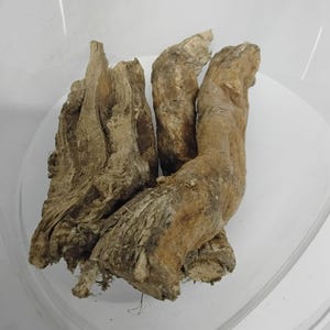 May include: A close-up of a group of dried, brown, gnarled roots. The roots are arranged in a pile, with some of them overlapping. The roots are rough and textured, with a light brown color.