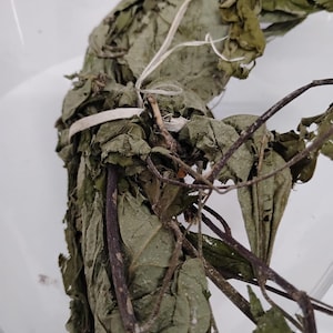 Ewe Atori/Glyphaea Brevis