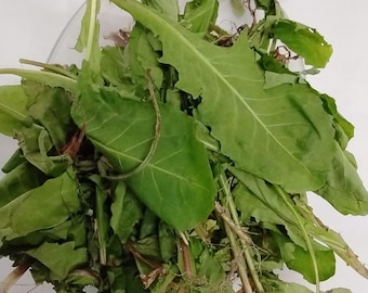 May include: A close-up shot of fresh, green sorrel leaves. The leaves are large, with a vibrant green color and prominent veins. Some leaves have jagged edges. The sorrel is in a clear bowl, with stems and some brown pieces visible.