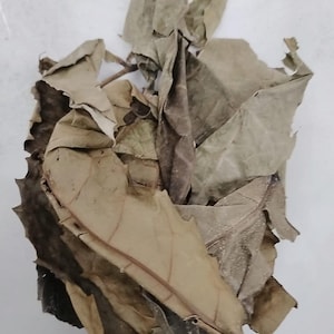 Ewe Akoko/Dried Neubouldia Laevis/Aduruku/Ogirisi/Dried Boundary Tree Leaves/Dried Tree of Life Leaves/Dried Fertility Leaves