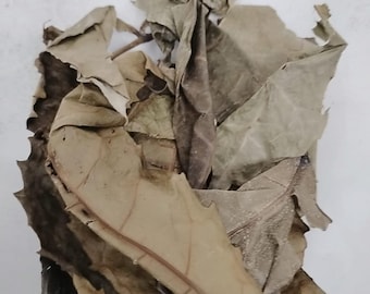 Ewe Akoko/Dried Neubouldia Laevis/Aduruku/Ogirisi/Dried Boundary Tree Leaves/Dried Tree of Life Leaves/Dried Fertility Leaves