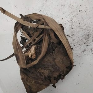 Ewe Osibata/White Lotus/Nymphaea Lotus