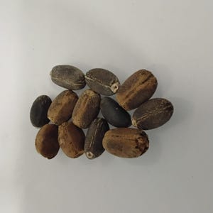 Eso Lapalapa Funfun/Jatropha Curcas Samen