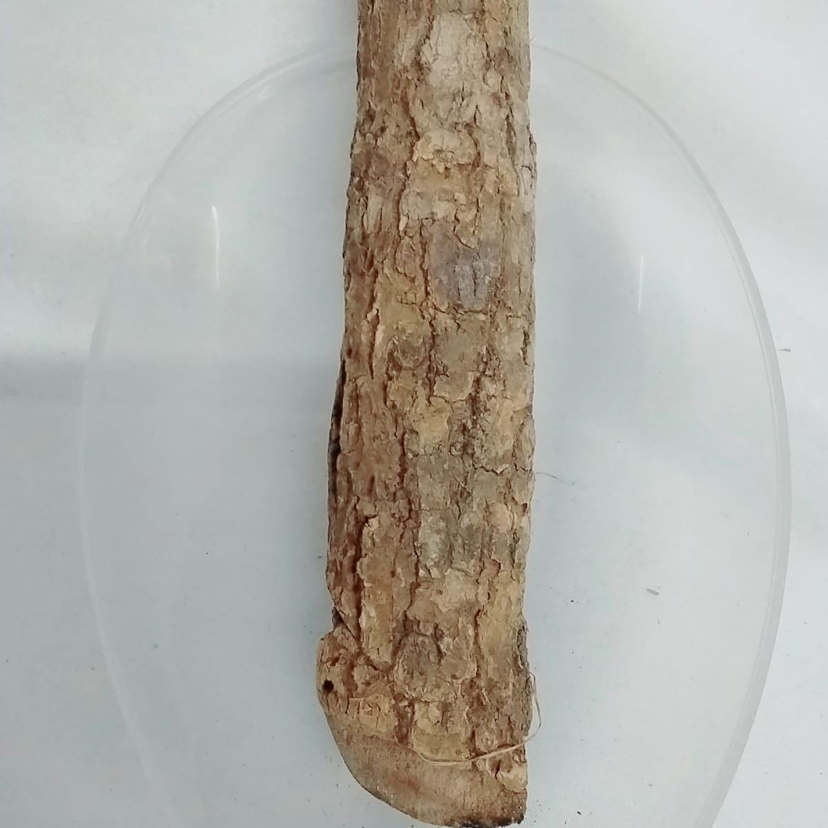 Epo Igi Akoko/African Fertility Tree Bark/Aduruku Ogirisi Dried Bark/Newbouldia Laevis Bark