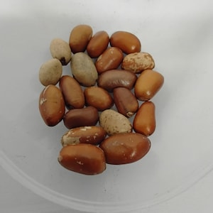 May include: A collection of brown and tan seeds of varying shades, including light tan, medium brown, and dark brown. The seeds are oval-shaped and appear to be in a clear, shallow bowl. Some seeds have a textured surface.