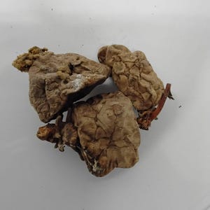 Könnte beinhalten: Drei unregelmäßig geformte, hellbraune Trüffeln mit strukturierten Oberflächen sind zusammengefasst. Eine Trüffel hat einen kleinen, beigefarbenen, schwammartigen Aufwuchs. Ein dünner, rotbrauner Stiel erstreckt sich von einer der Trüffeln.