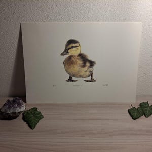 Stampa paperella, stampa giclée d'arte, arte della fauna selvatica
