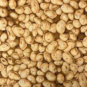 May include: A repeating pattern of light brown potatoes on fabric. The potatoes are of varying sizes and shapes, with a speckled texture and a natural, earthy colour palette. The design has a rustic, food-related theme.