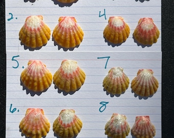 Kauai Sunrise Shells Earring Pairs! More Available! Message us for more options of Sunrise and Moonrise shells.