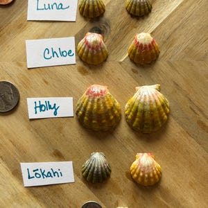 May include: A collection of small, ribbed scallop shells arranged in pairs next to white paper labels with the handwritten names Luna, Chloe, Holly, and Lōkahi. Two coins are visible for scale, along with a single tiny, striped spiral shell.