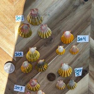 Sunrise Moonrise Shells "Matched" Earring Pairs! Solo Shells an Sets! We Have Other Hawaiian Shells! FREE  Shell  GIFT with every order!