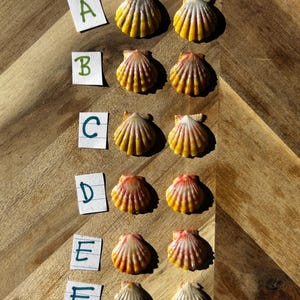 Könnte beinhalten: Sechs Paare fächerförmiger Jakobsmuscheln, angeordnet in Reihen und mit weißen Papieretiketten von A bis F beschriftet. Jede Muschel weist eine gerippte Textur mit einem Farbverlauf in Gelb-, Orange- und Rosatönen auf.
