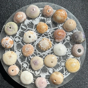 May include: A collection of twenty-one small, round, natural sea shells, many featuring central perforations, arranged on a circular, translucent, etched glass plate decorated with intricate geometric and star-like patterns in white.