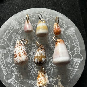 Puede incluir: Siete colgantes de conchas marinas con diversos patrones y colores naturales, incluyendo tonos blancos, marrones, naranjas y rosas. Cada concha tiene una pequeña anilla metálica en la parte superior para colgar, mostrando texturas únicas.