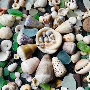 May include: A collection of assorted seashells and pieces of sea glass in various shapes, sizes, and colors, including white, brown, purple, and green. The shells feature smooth, spiral, and spotted textures, arranged around a central shell.
