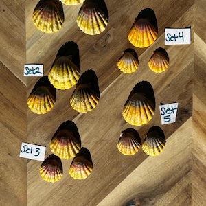 May include: A collection of fifteen fan-shaped scallop shells arranged in five groups, labeled Set 1 through Set 5. Each shell features a gradient of yellow and orange with dark purple or brown coloring at the hinge, displaying natural ridges.