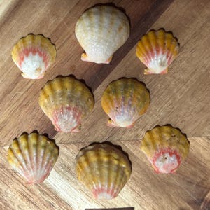 Könnte beinhalten: Sieben Jakobsmuscheln in einer Anordnung, jede mit einem fächerförmigen Design und radialen Rippen. Die Muscheln zeigen eine Farbpalette aus Cremeweiß, Goldgelb und sanften Rosatönen mit unterschiedlichen Mustern der Farbsättigung.