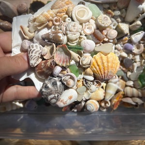 May include: A collection of assorted seashells and small pieces of sea glass in various shapes, sizes, and colors, including white, tan, brown, and yellow, contained within a clear plastic bin and held in a large white scallop shell.