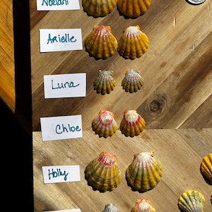 Op de afbeelding: Paren van gele en roze sint-jakobsschelpen gerangschikt in rijen naast witte labels met de namen Noelani, Arielle, Luna, Chloe, Holly en Lokahi in blauwe inkt. Een munt is zichtbaar voor schaalvergroting in de rechterboven- en onderhoek.