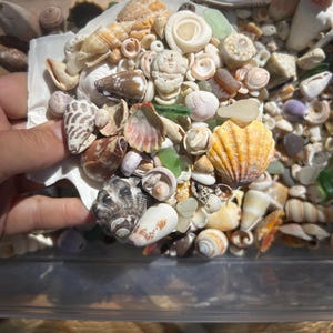 May include: A collection of assorted seashells and small pieces of sea glass in various shapes, sizes, and colors, including white, tan, brown, and yellow, contained within a clear plastic bin and held in a large white scallop shell.