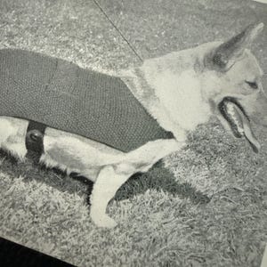 Könnte beinhalten: Schwarz-Weiß-Bild eines Hundes, der auf Gras liegt. Der Hund trägt ein Geschirr und hechelt. Das Bild ist eine Nahaufnahme, die den Kopf und die Vorderbeine des Hundes zeigt.