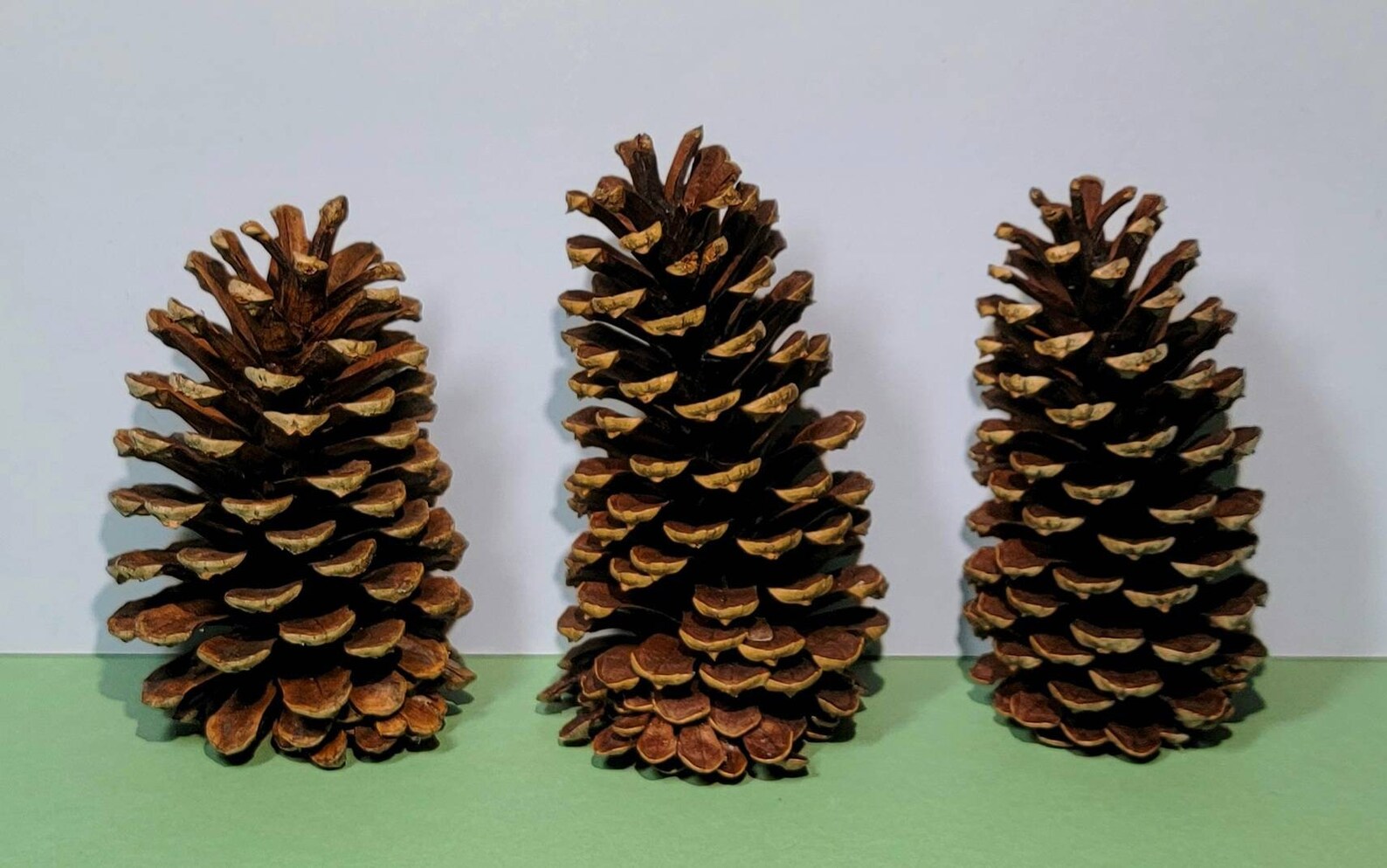 3 4.55 Natural Jeffrey Pine Cone Set Decorativ Etsy