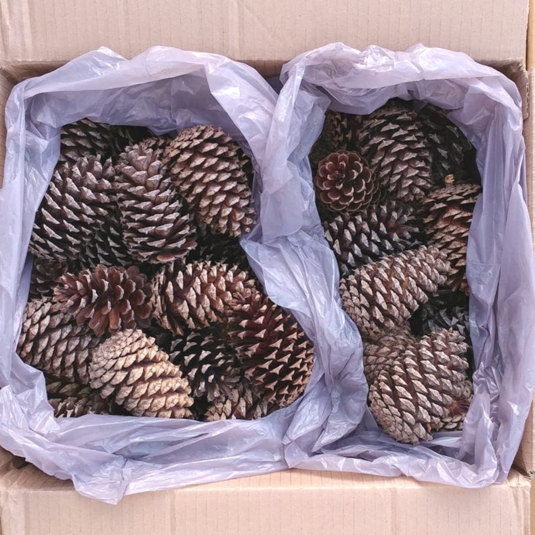 50 Rustic 3-4.5 Natural Ponderosa Pine Cones Fireplace - Etsy Singapore