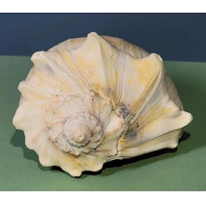 8.5x4 Giant Spiral Knob Whelk Conch Shell Natural Coral Horn, Air Planter Coastal Seashell Tropical Sea Life Beach Maritime Nautical Display