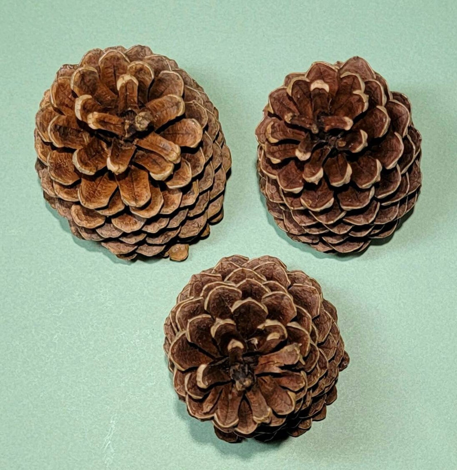 3 4.55 Natural Jeffrey Pine Cone Set Decorativ Etsy