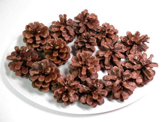 How to Bake Pinecones (and Why) - Refresh Restyle