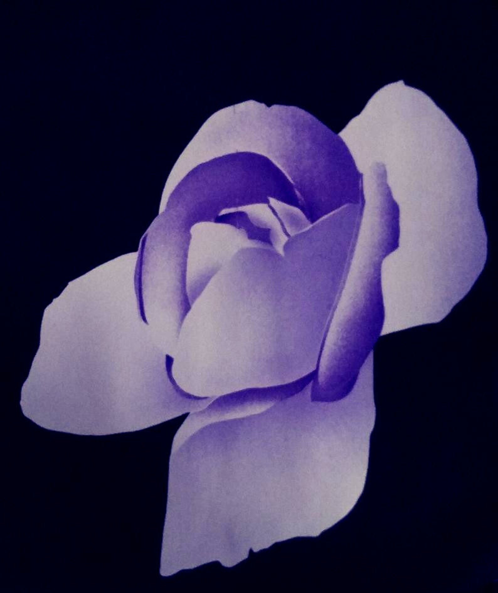 1980s Size 14 Blouson Midi Dress Black w/Lavender Blue Roses | Etsy