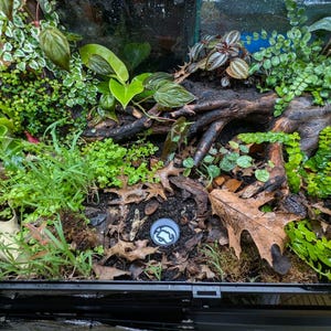 May include: A terrarium interior with lush green plants, including ferns and small-leafed varieties, along with a piece of dark wood and scattered brown leaves. A small, round, white and blue object is visible.