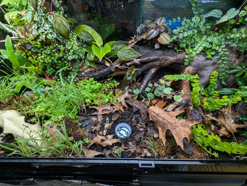 May include: A terrarium interior with lush green plants, including ferns and small-leafed varieties, along with a piece of dark wood and scattered brown leaves. A small, round, white and blue object is visible.