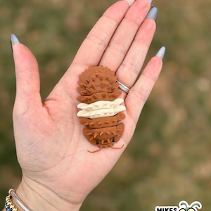 May include: A brown and cream-colored insect-shaped object with a textured surface is held in a hand. The object has a segmented body and small antennae. The image includes the text "MIKES BUG BOX" and a cartoon bug.