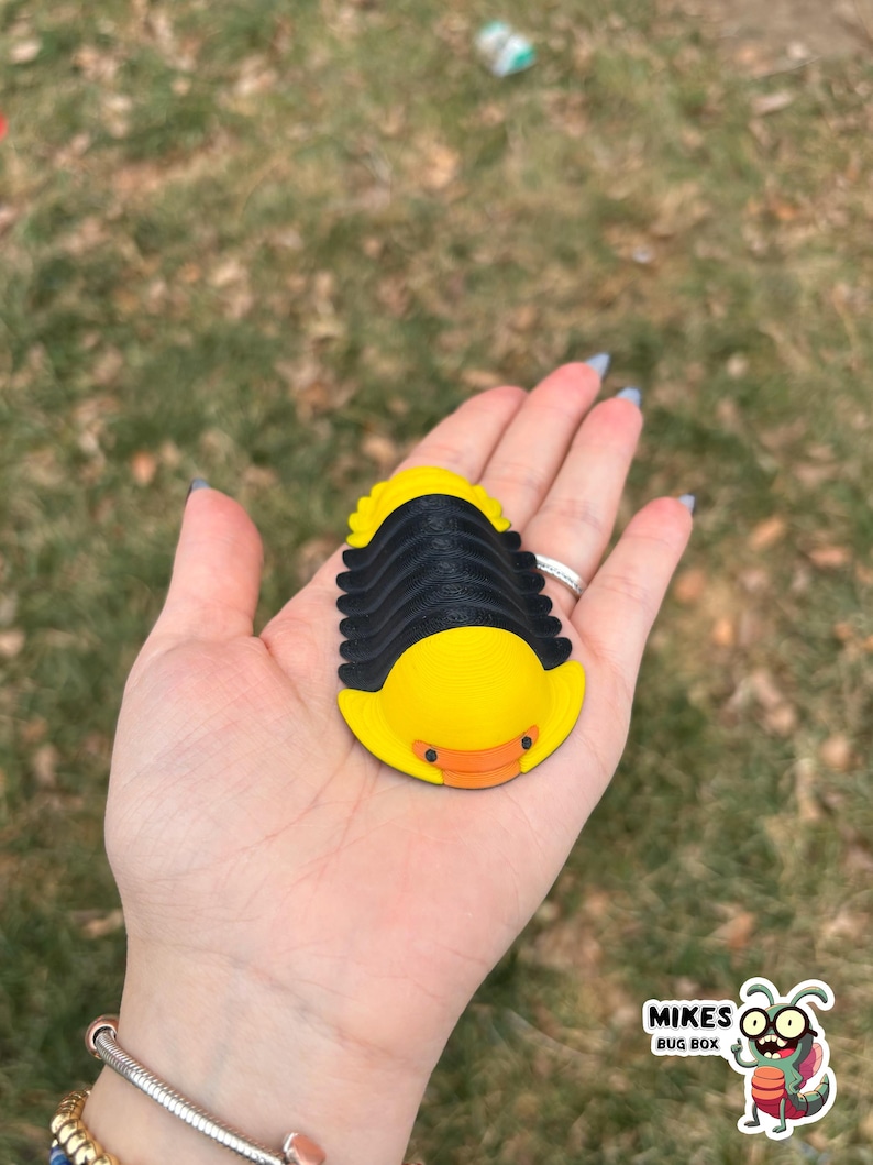 May include: A yellow and black trilobite-shaped object with an orange mouth is held in a hand. The object has a segmented body and a curved, yellow head. The background is blurred green grass. The object is from Mikes Bug Box.
