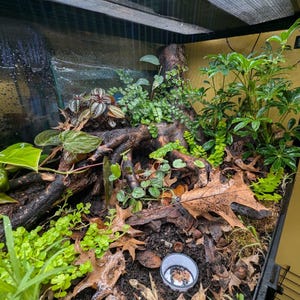 May include: A terrarium with a variety of plants, including green leafy plants, small ground cover, and a few brown leaves. The terrarium has a dark background and a black frame. A small white container is visible.