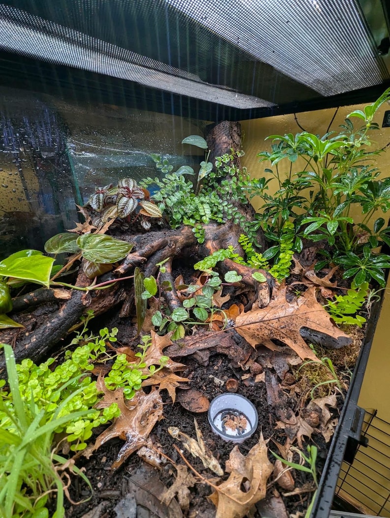 May include: A terrarium with a variety of plants, including green leafy plants, small ground cover, and a few brown leaves. The terrarium has a dark background and a black frame. A small white container is visible.